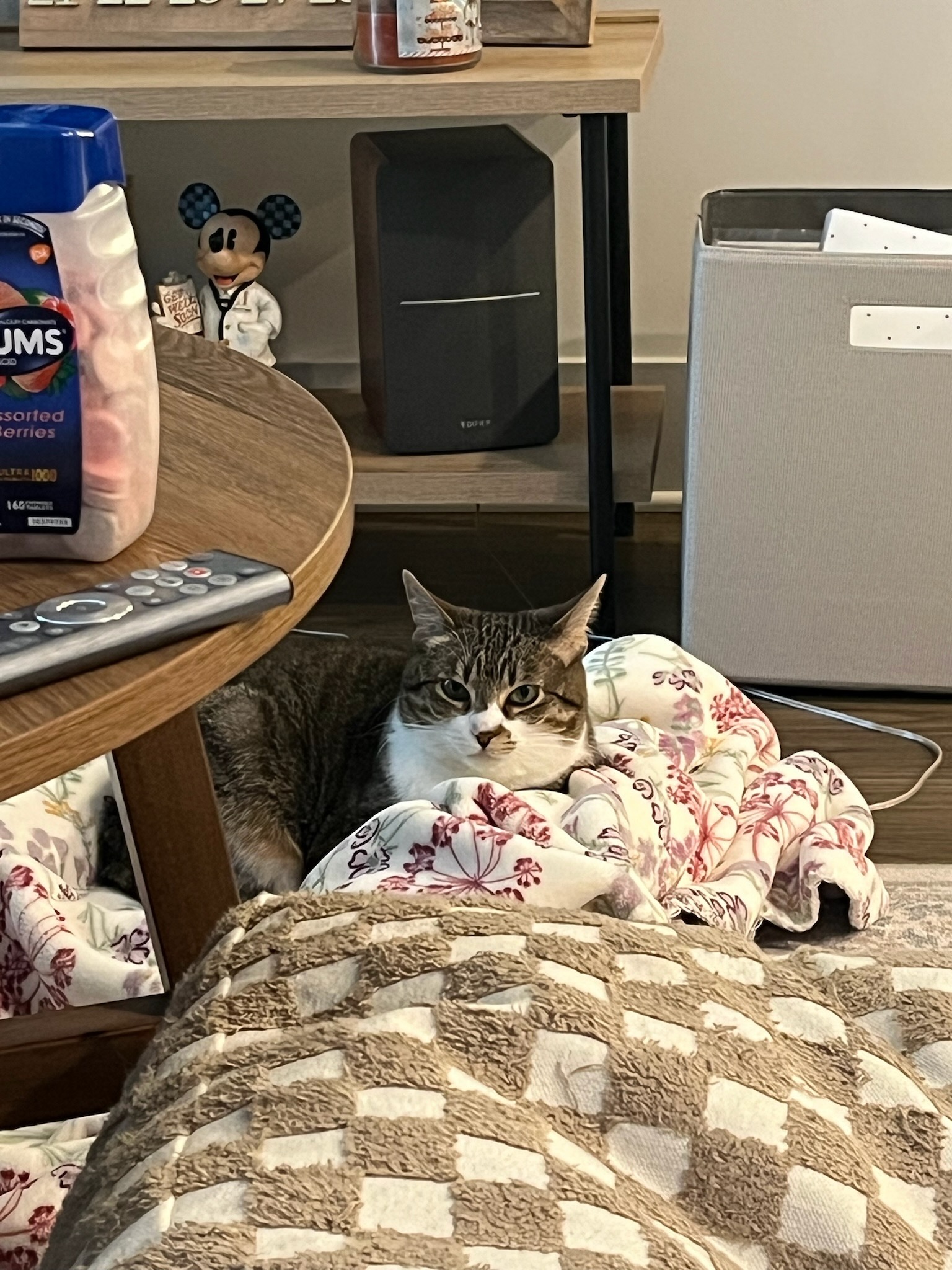 Daisy laying on a blanket on a table